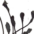 AGF & VARIOUS A Deep Mysterious Tone