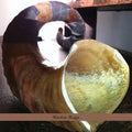 Alvin Curran Shofar Rags