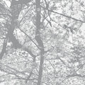 BLACK RAIN Obliteration Bliss [CD]