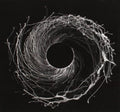 Dawn of Midi Dysnomia