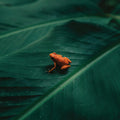 Ingredient Ingredient