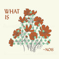 ~Nois What Is ~Nois?
