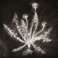 SCOTT TUMA Dandelion