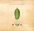 THE DORF/PHILL NIBLOCK Baobab