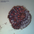 THOLLEM MCDONAS/PAULINE OLVEROS/NELS CLINE Molecular Affinity