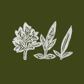UENO TAKASHI Variations of Weeds